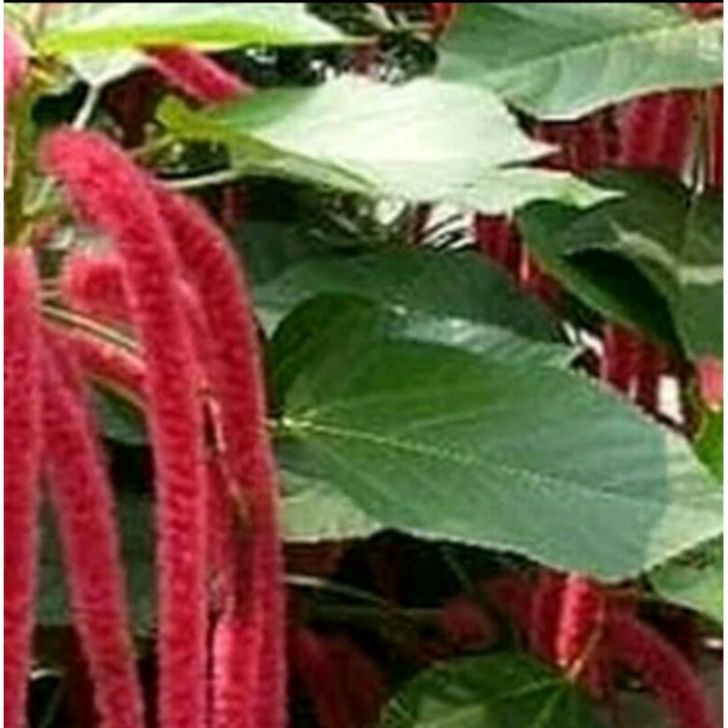 jual buah bunga ekor kucing obat muntah darah dan disentri | Shopee  Indonesia