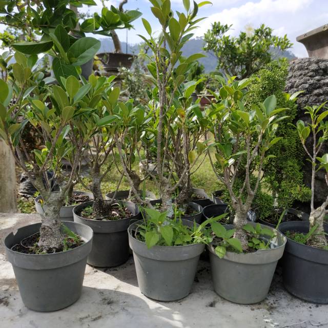 Jual Bahan Bonsai Kimeng Mame Indonesia|Shopee Indonesia