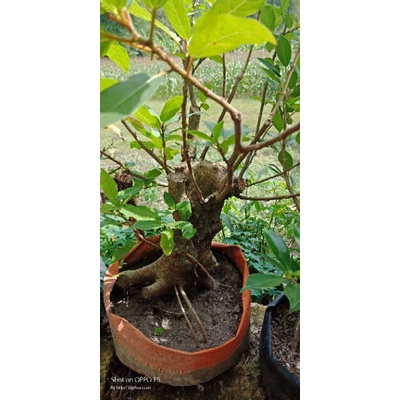 Jual Bahan Bonsai Loa Karakter Mantul Indonesia|Shopee Indonesia