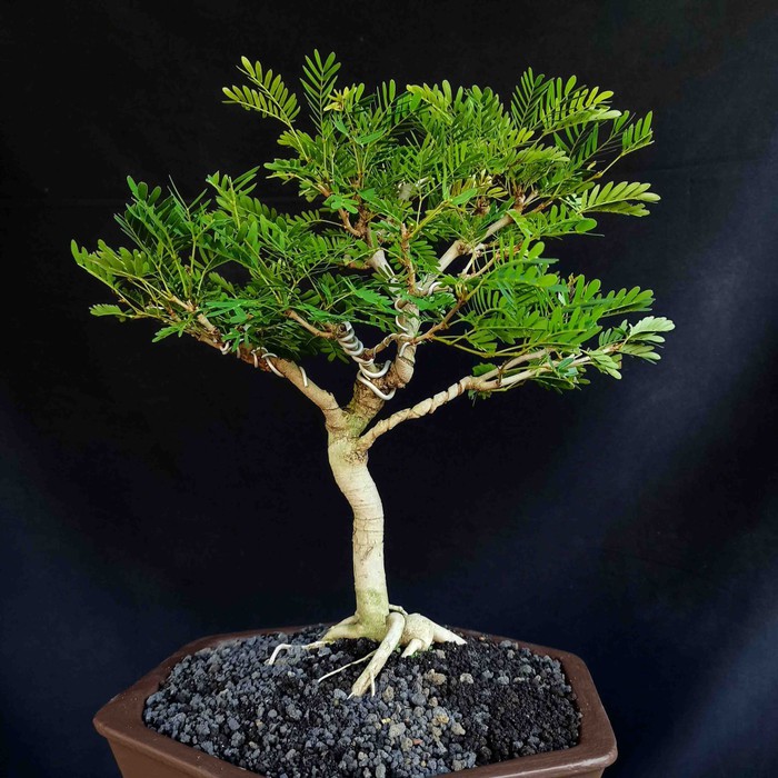 Jual Bonsai Pohon Tanaman Hias Kaliandra Bunga Natural Indonesia|Shopee  Indonesia