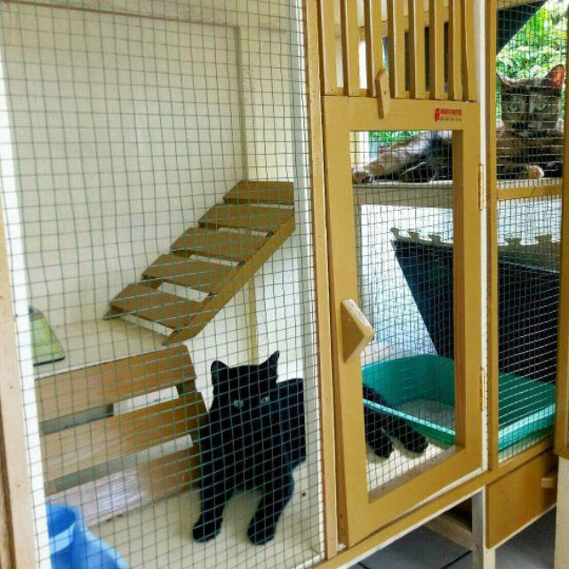 Kandang kucing kayu tingkat | Shopee Indonesia