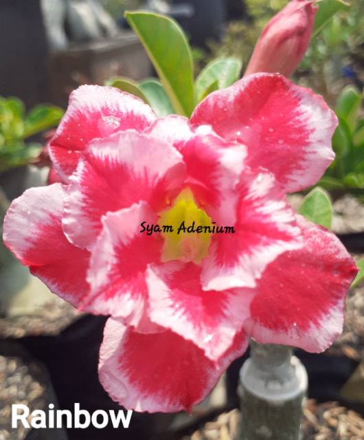 Media Tanam Adenium Terbaik