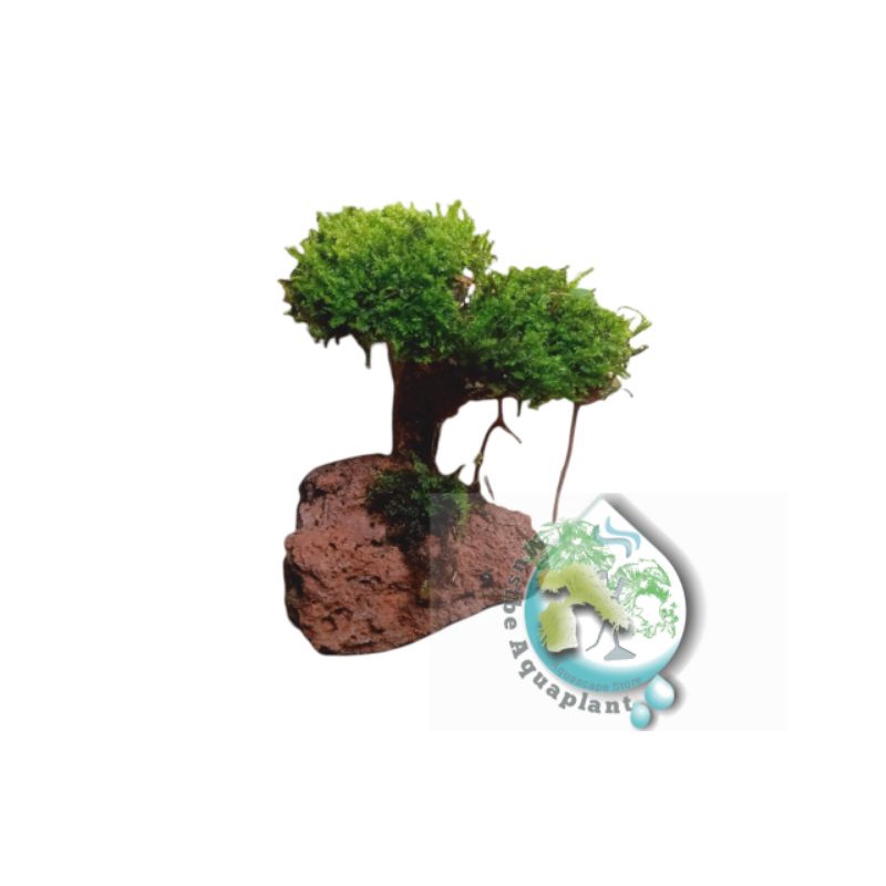 Jual Bonsai Aquascape Mini Miring Mini plus Moss Shopee Indonesia