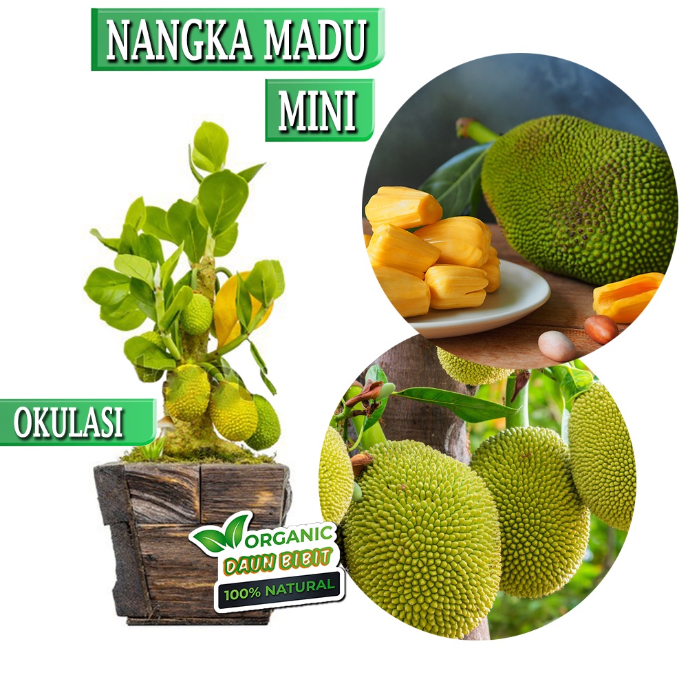 Jual Bibit Nangka Madu Mini Bonsai Cepat Berbuah Indonesia|Shopee Indonesia