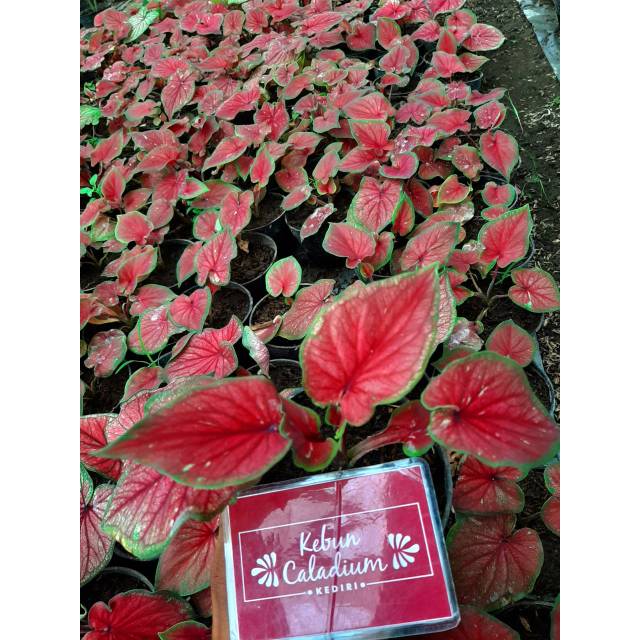 Bibit Caladium / keladi hias Red jaguar murmer Shopee Indonesia