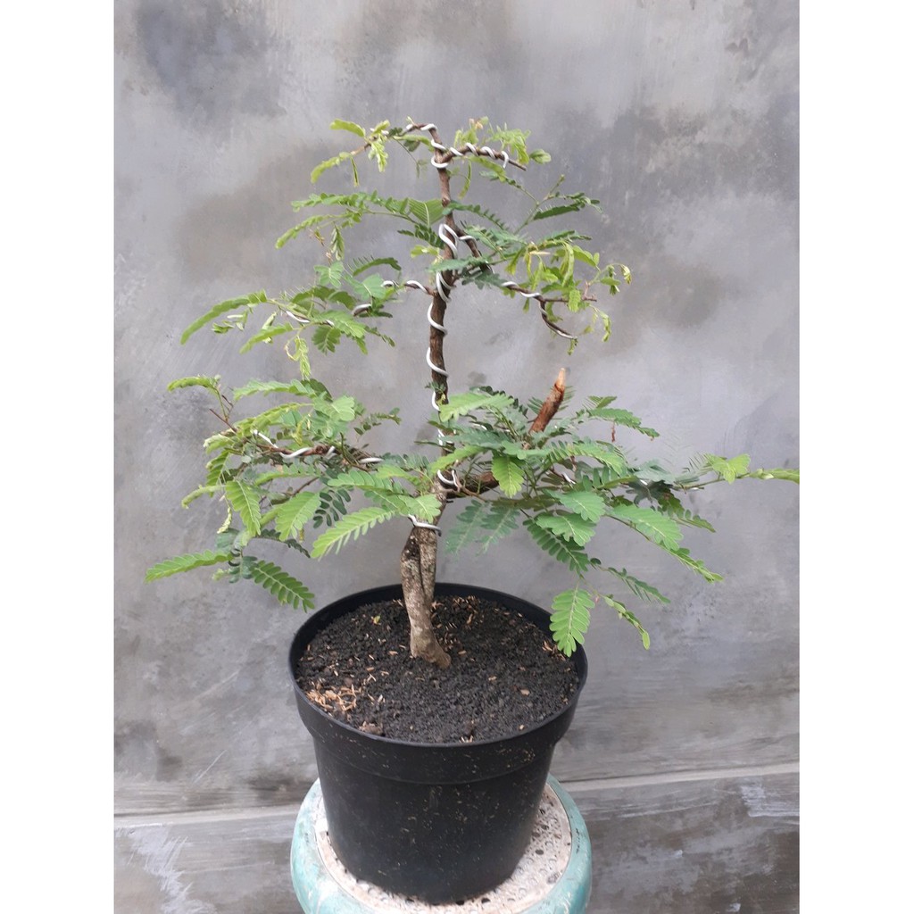 Jual Bahan Bonsai Asem Jawa Batang Dan Akar Cantik Bagus Harga Mu Ujkz1922  Indonesia|Shopee Indonesia