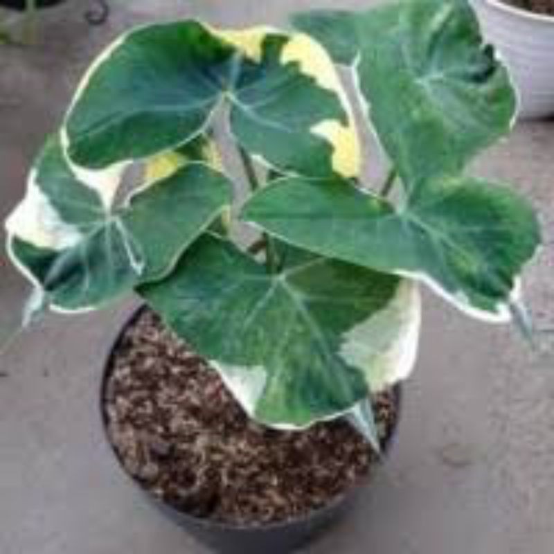 Keladi tikus varigata | Shopee Indonesia