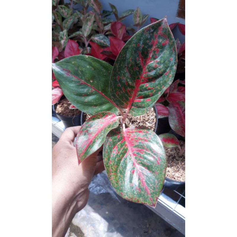 Aglonema Stardust Merah Tips dan Trik Pertanian