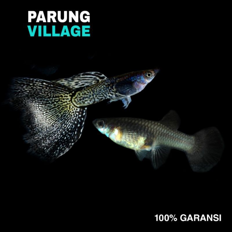 Jual Ikan Guppy Metal Snakeskin Black Lace Mssbl Ikan Hias Indonesia|Shopee Indonesia