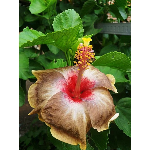 Bibit tanaman hias bunga sepatu langka JDK Bunga Hibiscus import