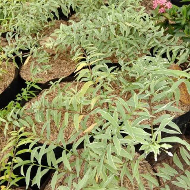 Jual Anting Putri Micro Varigata Indonesia|Shopee Indonesia