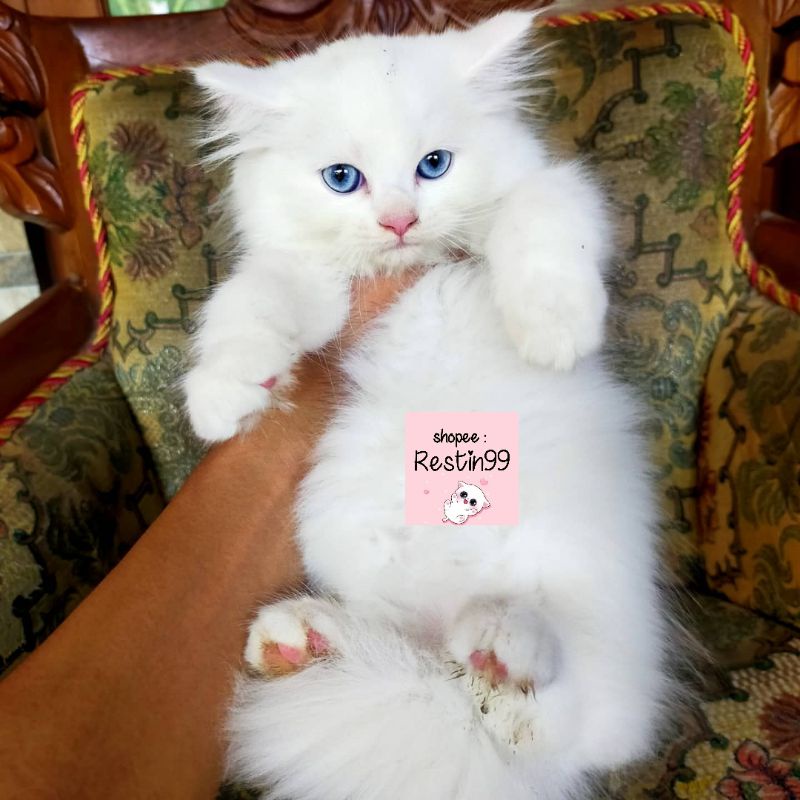 Kucing Anggora Mata Biru Harga Terbaik - Oktober 2021 | Shopee Indonesia