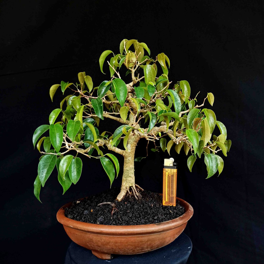 Jual Bonsai Mame Beringin Jawa Pucuk Merah Ficus Benjamin Prospek Kontes  Indonesia|Shopee Indonesia