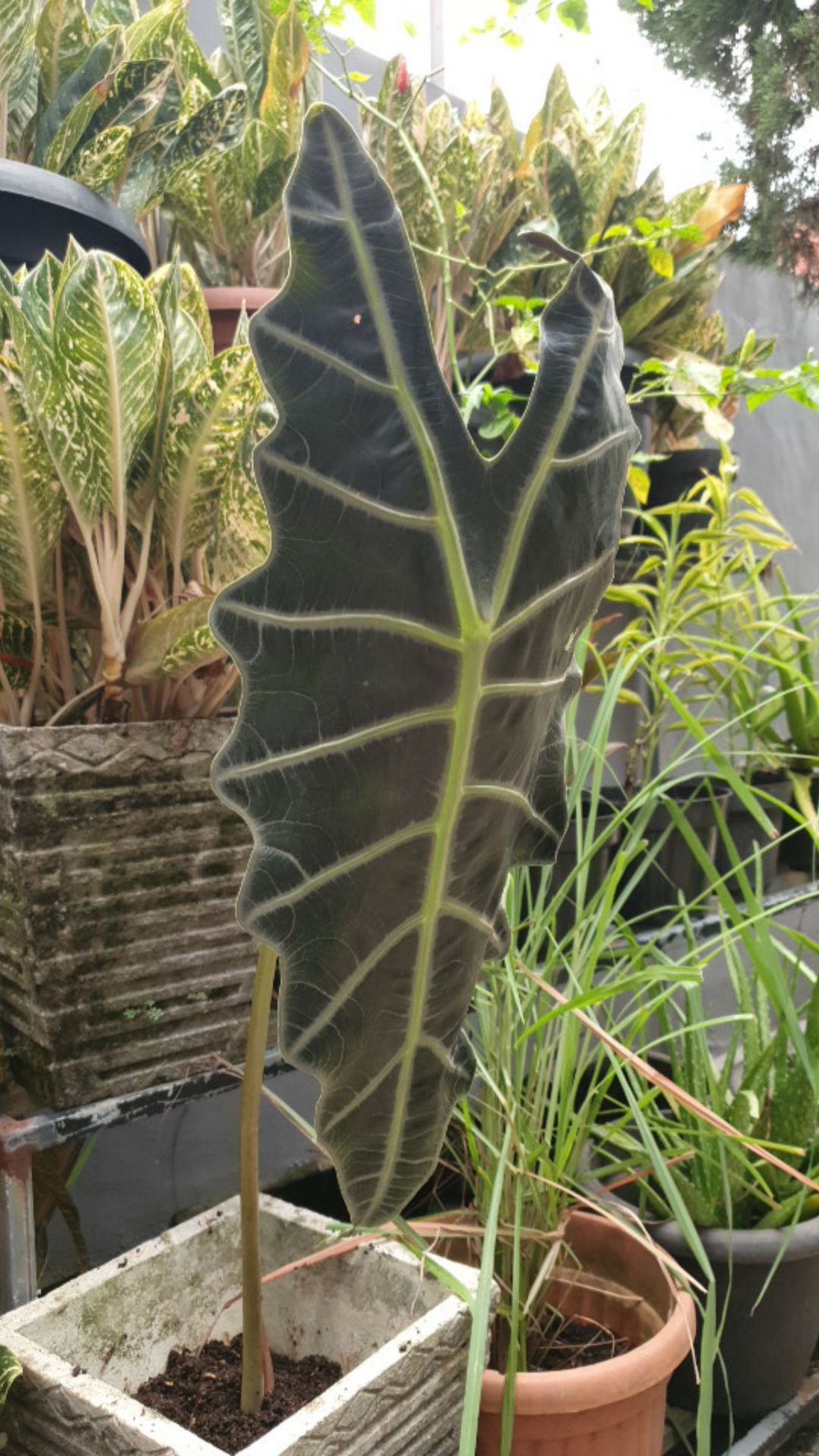 Tanaman hias Alocasia Amazon keladi amazon caladium amazonica