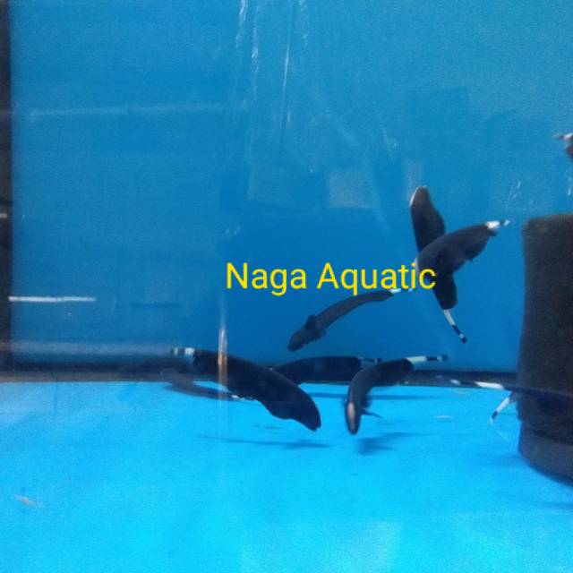 Ikan Hias Blackghost, ikan bulu ayam | Shopee Indonesia
