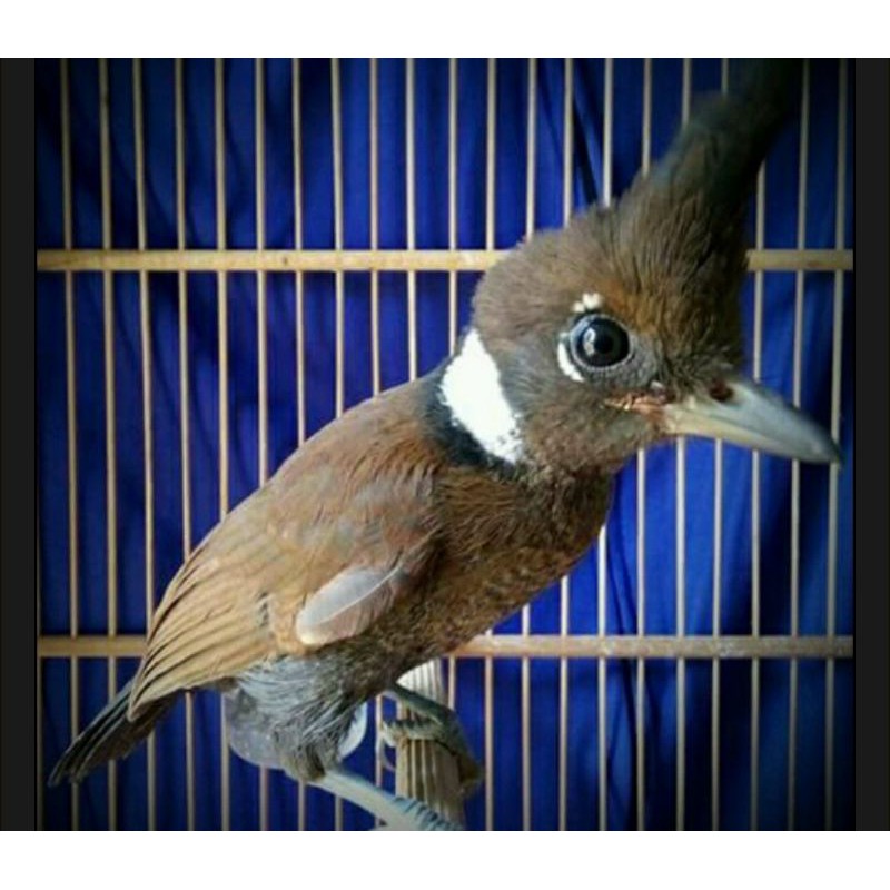 Jual Burung Cililin | Shopee Indonesia