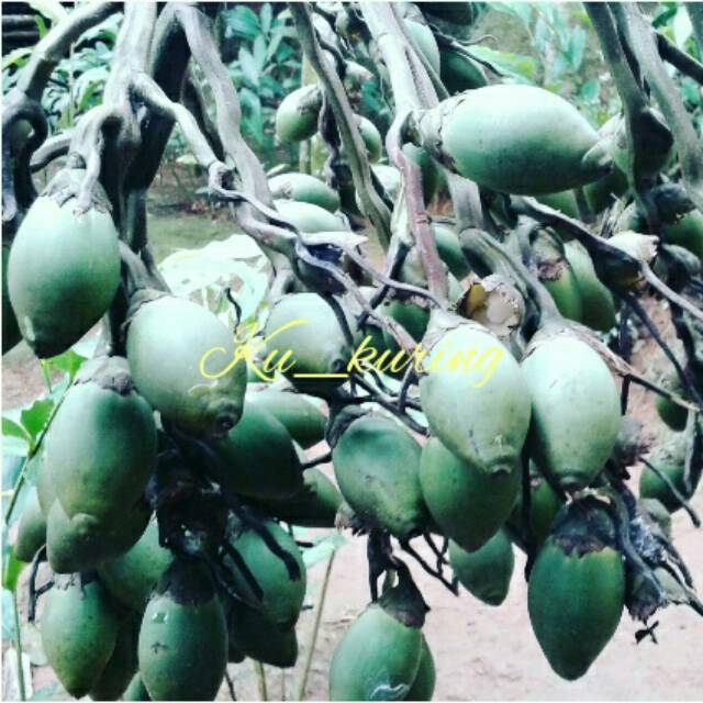Perbedaan Buah Pinang Dan Buah Palem Berbagai Perbedaan