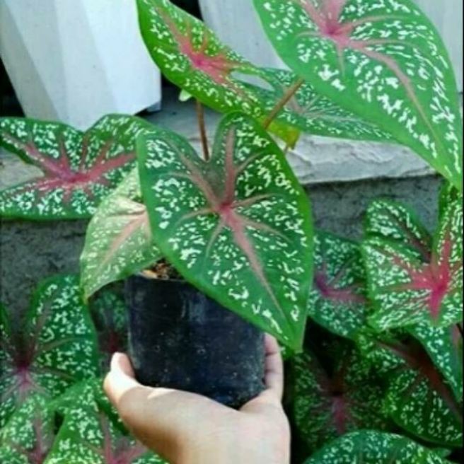 tanaman bunga hias keladi batik - keladi red star - Red star | Shopee  Indonesia