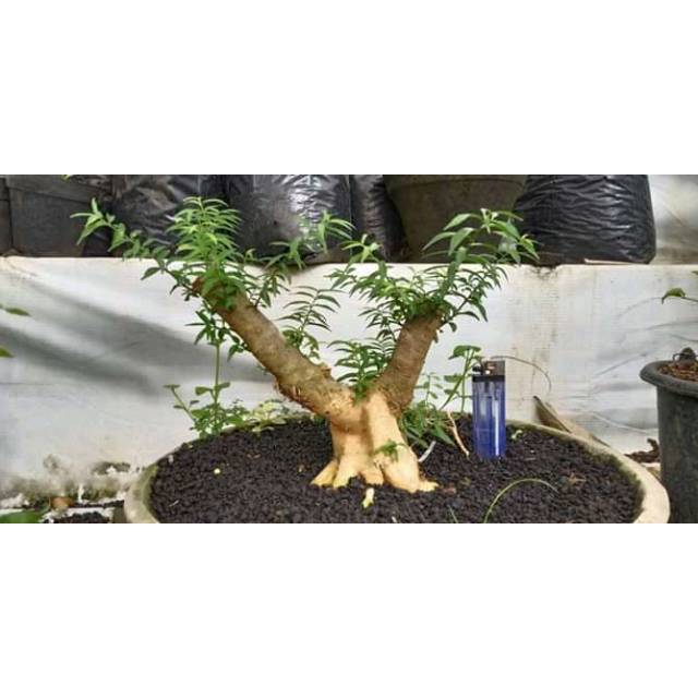 Jual Bonggol Bahan Bonsai Anting Putri Mikro Super Indonesia|Shopee  Indonesia