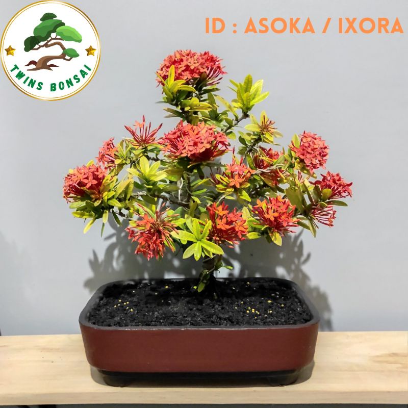 Jual Bonsai Asoka Indonesia|Shopee Indonesia