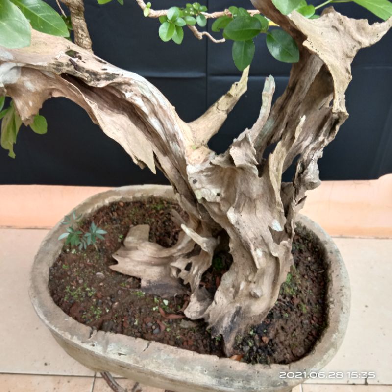 Jual Bonsai Wacang Wahong Sancang Rawatan Prospek Indonesia|Shopee Indonesia