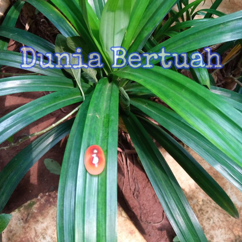 Mustika Belut Putih | Shopee Indonesia