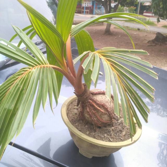 Jual Bonsai Kelapa Indonesia|Shopee Indonesia