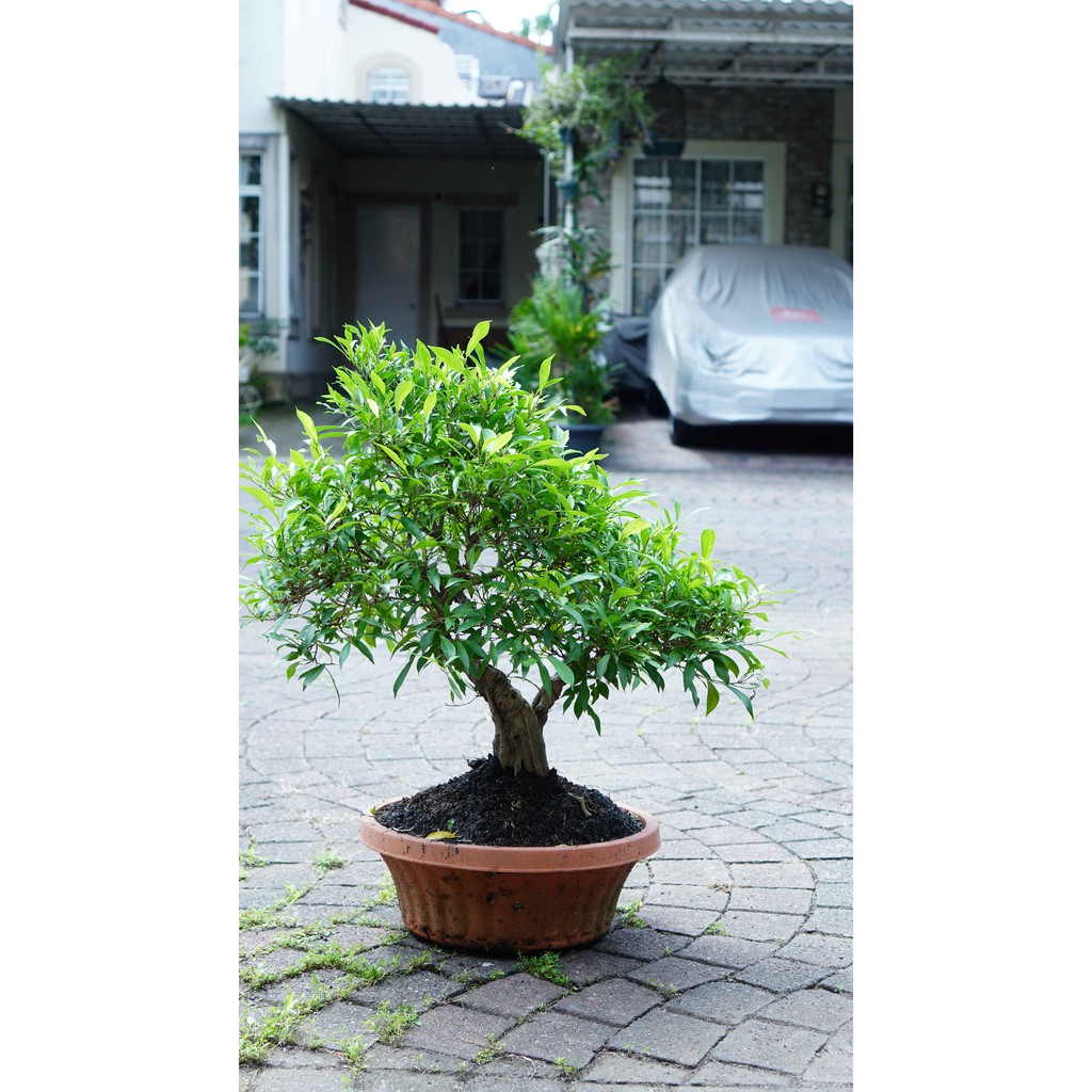 Jual Tanaman Bonsai Beringin California Murah Indonesia|Shopee Indonesia