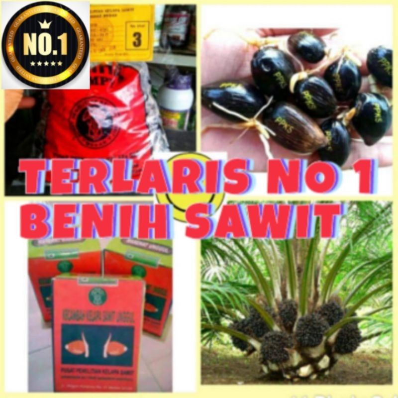 bibit benih kecambah sawit DXP PPKS varietas marihat DUMPY unggul