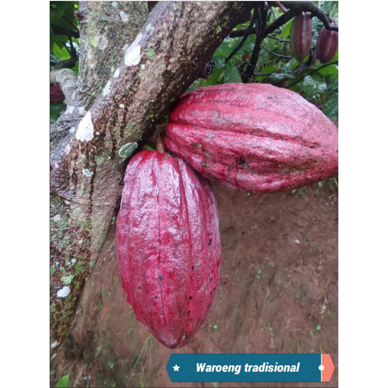 Jual Buah Coklat ( Buah Kakao ) | Shopee Indonesia
