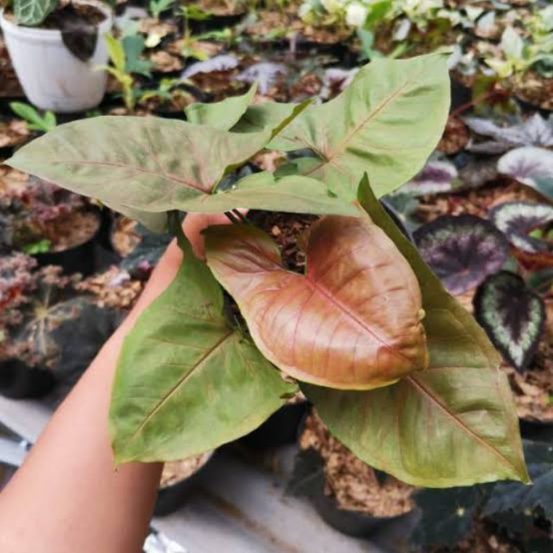 Jual Tanaman Hias Keladi Coklat / Syngonium Maria Alusion | Shopee Indonesia
