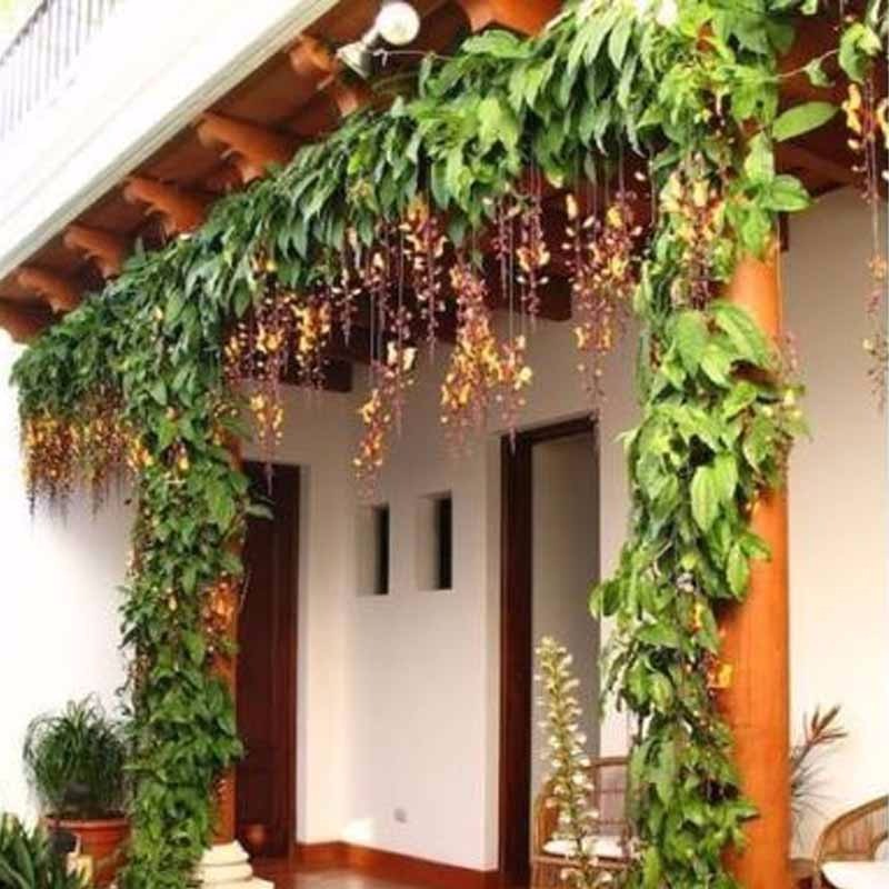 Jual New Tanaman Flame Irian Coklat | Shopee Indonesia