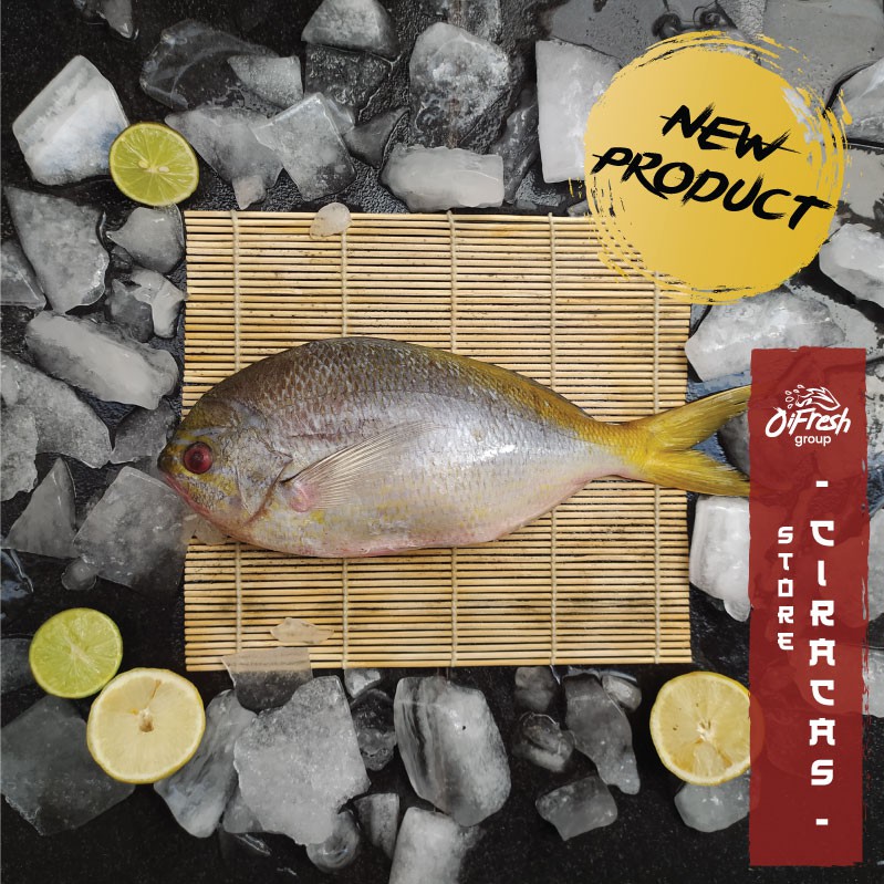 Ikan Ekor Kuning PREMIUM LOKAL Segar dan Bergaransi / Pack Shopee