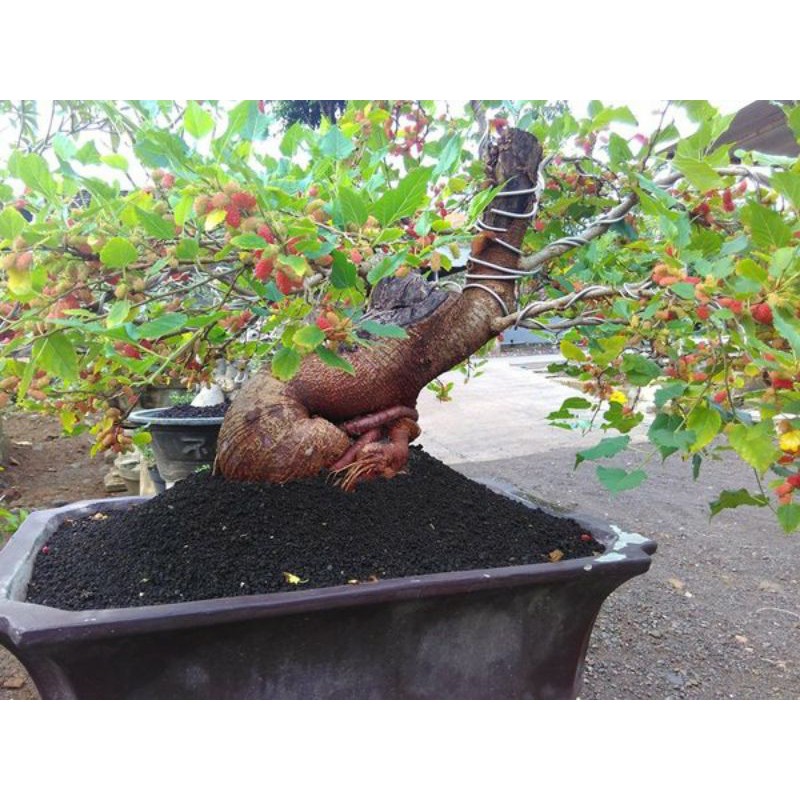 Jual Bahan Bonsai Murbei Indonesia|Shopee Indonesia