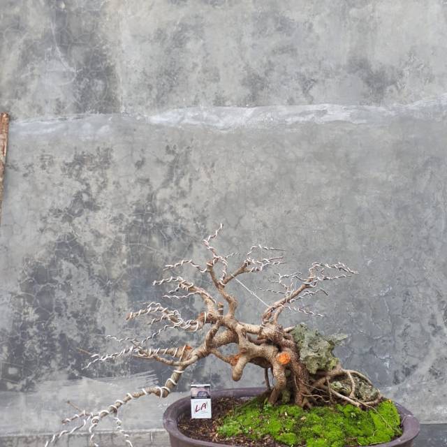 Jual Bahan Bonsai Beringin Kimeng Batang Bagus Harga Murah Indonesia|Shopee  Indonesia