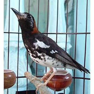 Jual Burung Anis Kembang Jantan Bahan Rawatan Bukan Anis Macam Indonesia|Shopee Indonesia 302_X_302_jpg