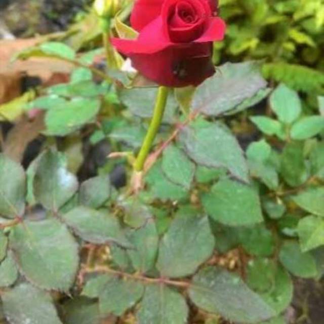 Tanaman Hias Bunga Mawar Merah/Pohon Bunga Hias Mawar Merah/kembang Rose  Sudah Berbunga | Shopee Indonesia