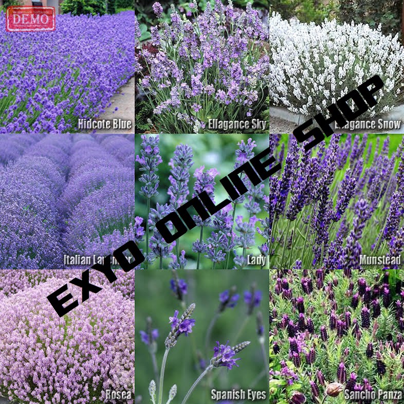 Isi 30 Butir Benih Bunga Lavender Campur 9 Jenis Import UK Lavender