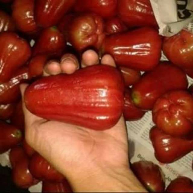 Jual Bibit Jambu Air Coklat | Shopee Indonesia