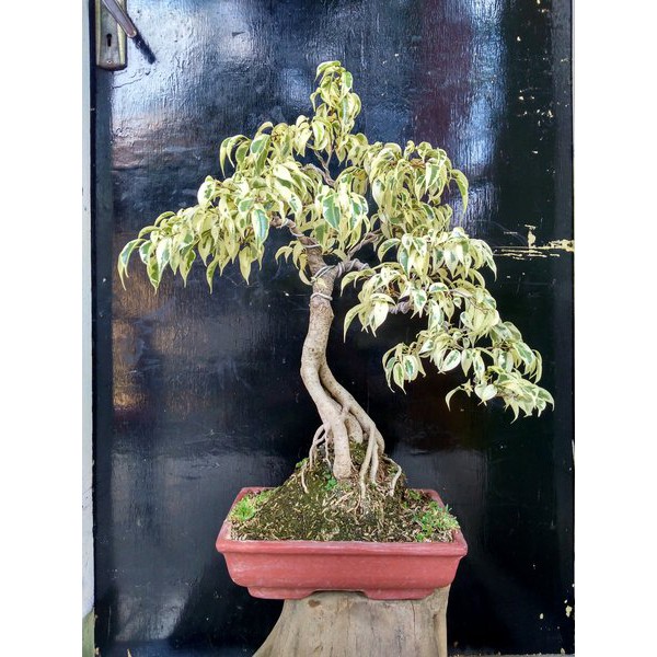 Jual Bibit Pohon Beringin Variegata Bahan Bonsai Beringin Indonesia|Shopee  Indonesia