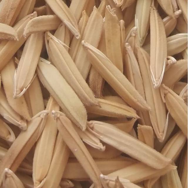 Benih Padi Basmati 1121 ( Neto 1 kg ) Shopee Indonesia