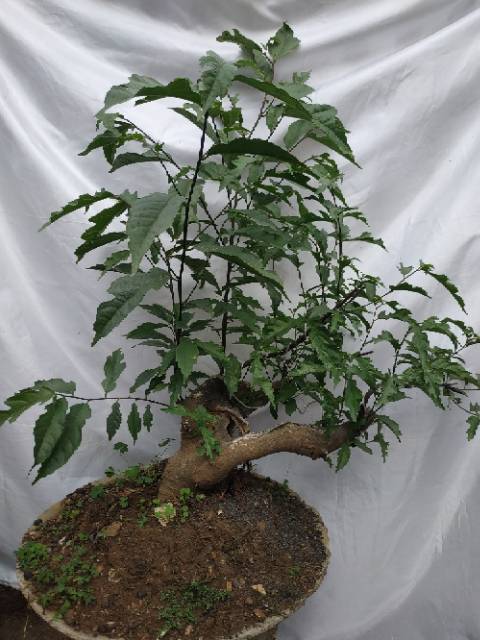 Jual Bahan Bonsai Ampelas Hitam Indonesia|Shopee Indonesia