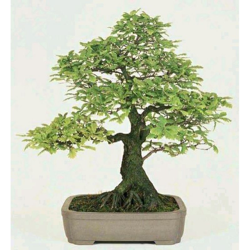 Jual Bahan Bonsai Asem Jawa Dongkelan Indonesia|Shopee Indonesia