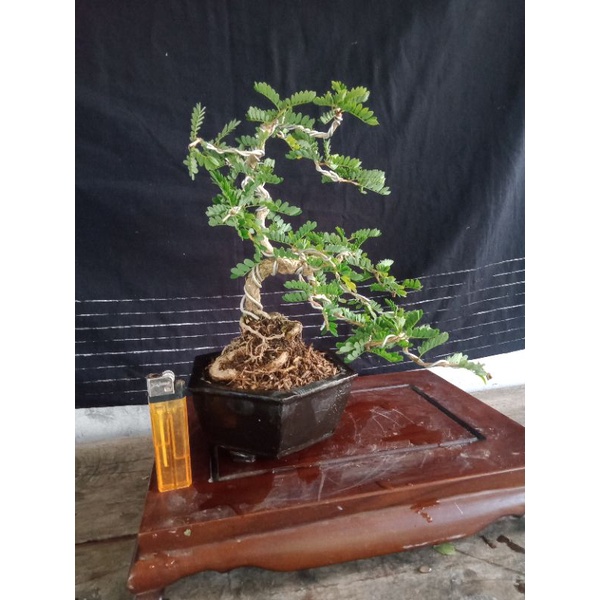 Jual Bonsai Asem Sarap,Bonsai Jadi Tinggal Pajang Indonesia|Shopee Indonesia