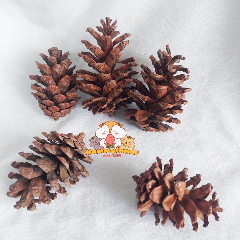 Jual pine cone hamster, gigitan hamster & gerbil Shopee Indonesia