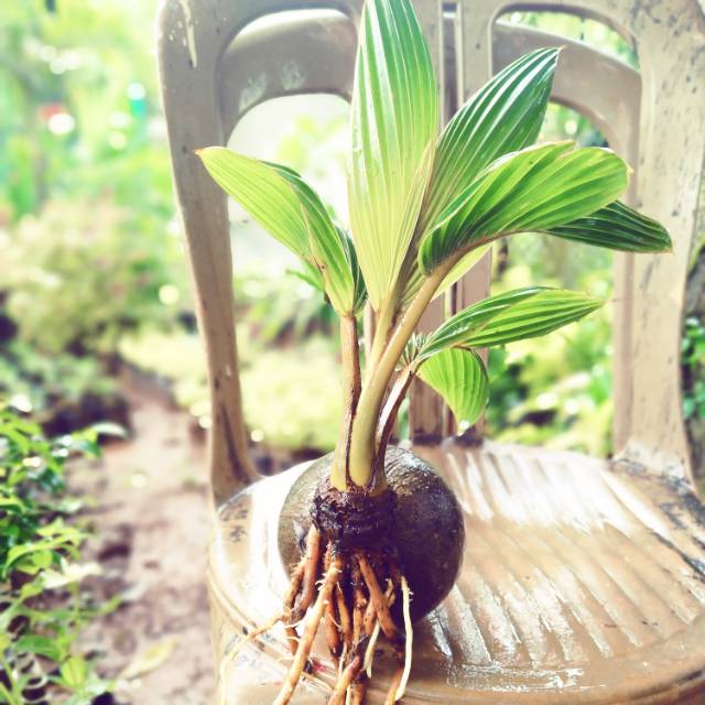 Jual Bonsai Kelapa Kerdil Indonesia|Shopee Indonesia