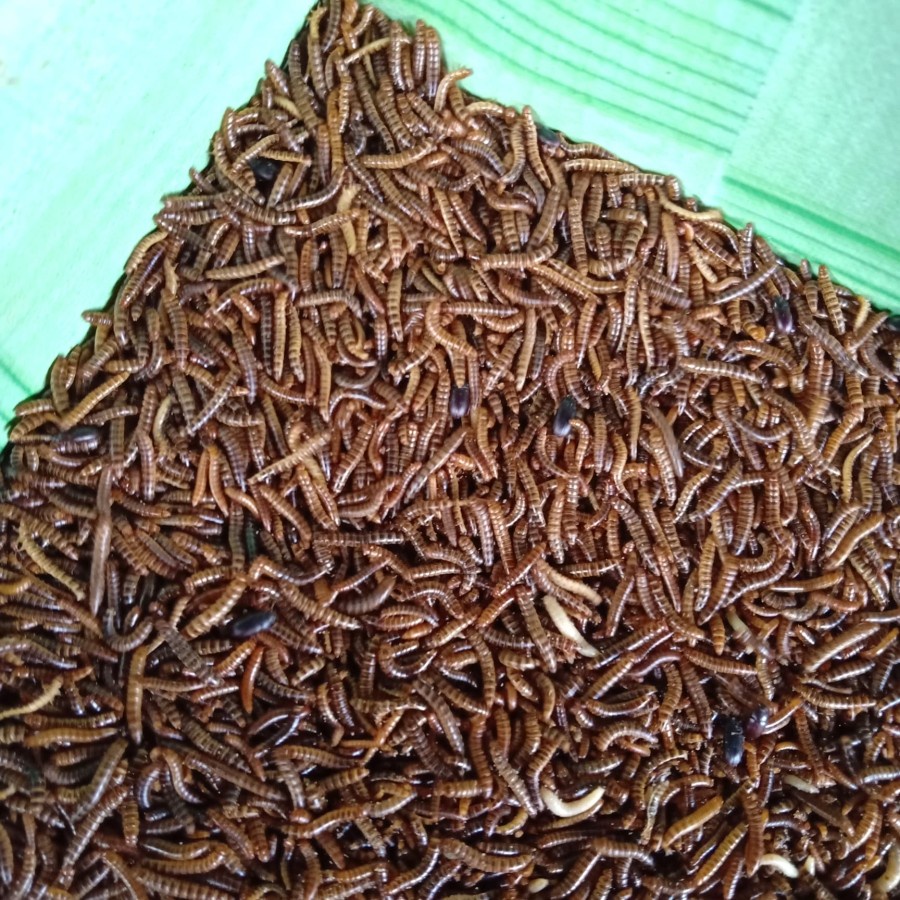 Harga Uler Kandang Terbaru April 2022 | Biggo Indonesia