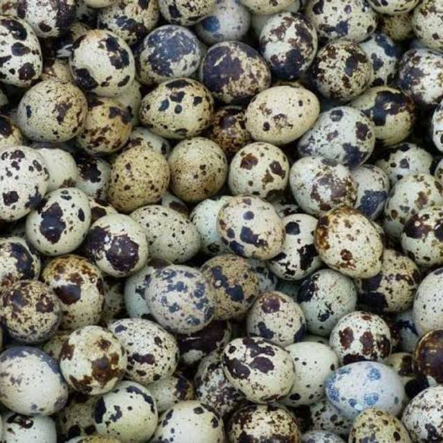 Jual Telur Burung Puyuh Segar Murah 1 KG Indonesia