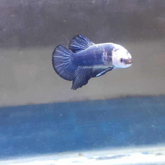 Cupang Blue Panda Cupang Blue Rim Panda Betina J10