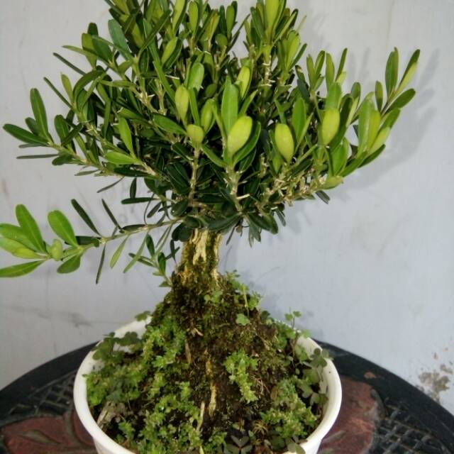 Jual Tanaman Bonsai Boxus Mini Indonesia|Shopee Indonesia